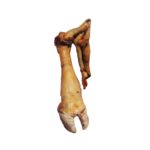 Cow Leg Large