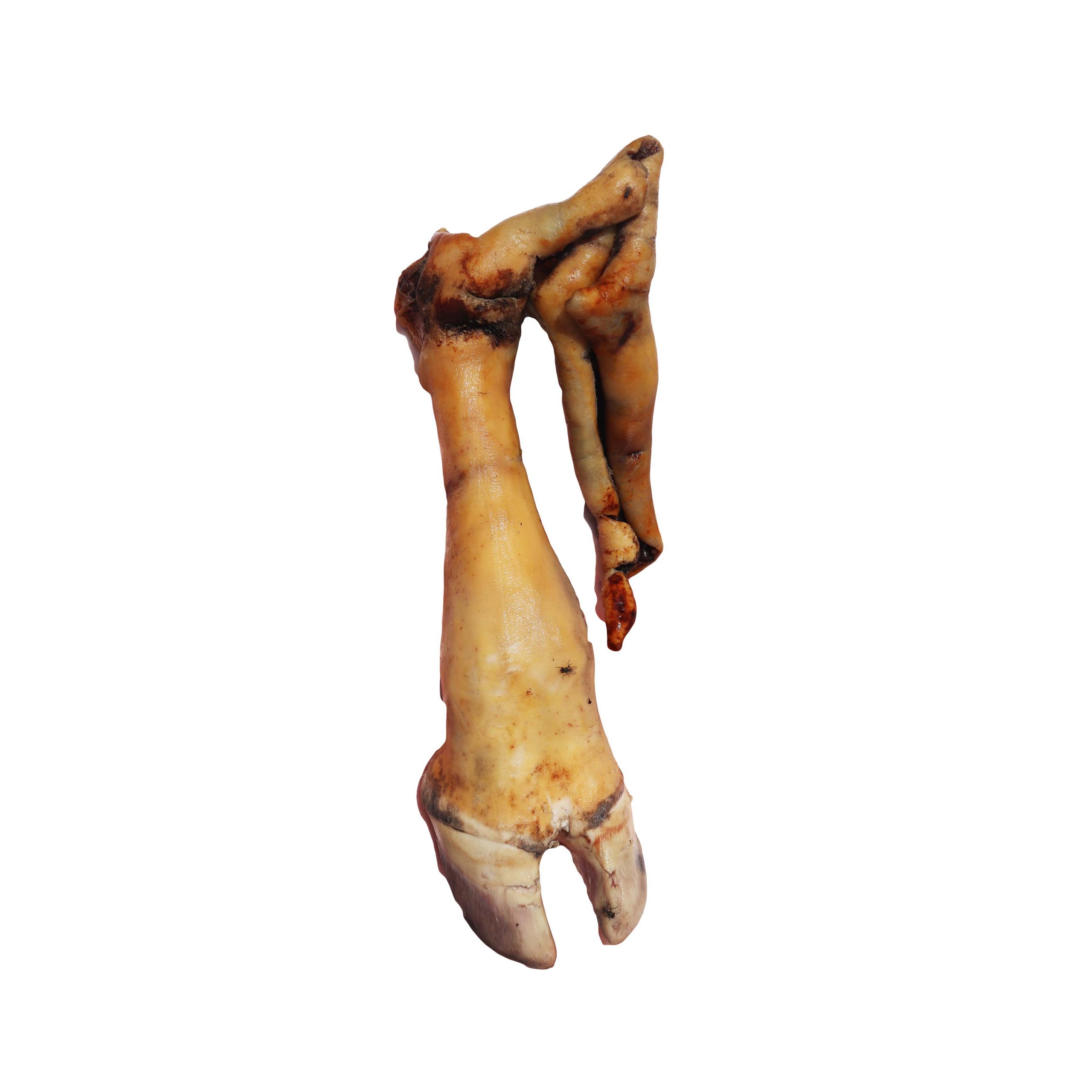 Cow Leg Small
