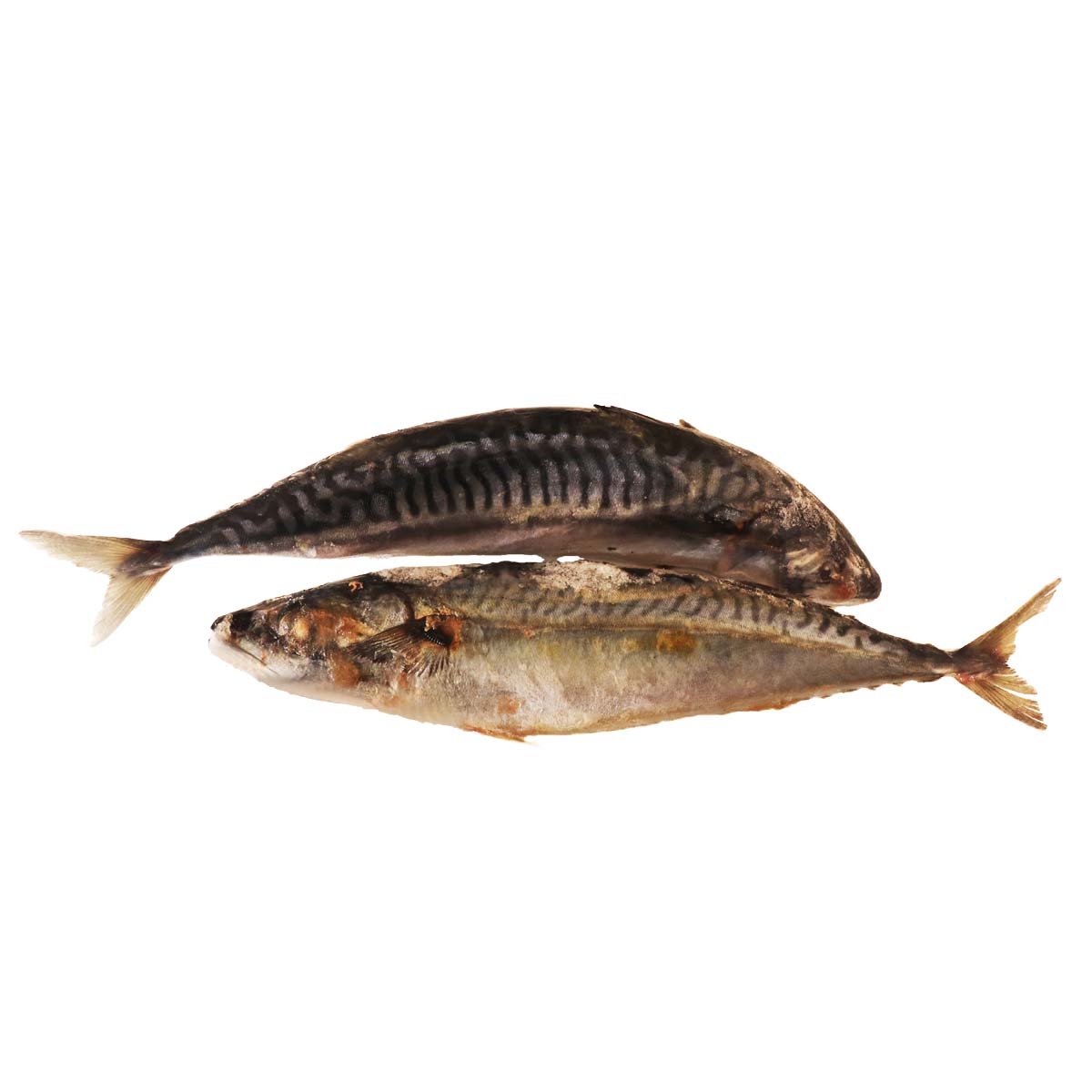 Sardine Frozen 1kg