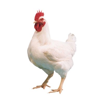 Broiler Chicken Live 2kg